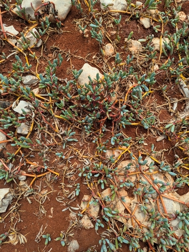Sesuvium portulacastrum iNat (3)