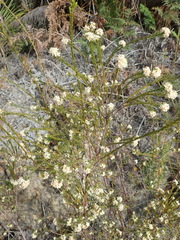 Lachnaea diosmoides