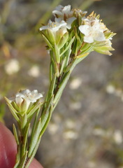 Lachnaea diosmoides