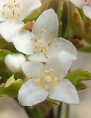 Lachnaea diosmoides