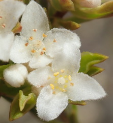 Lachnaea diosmoides
