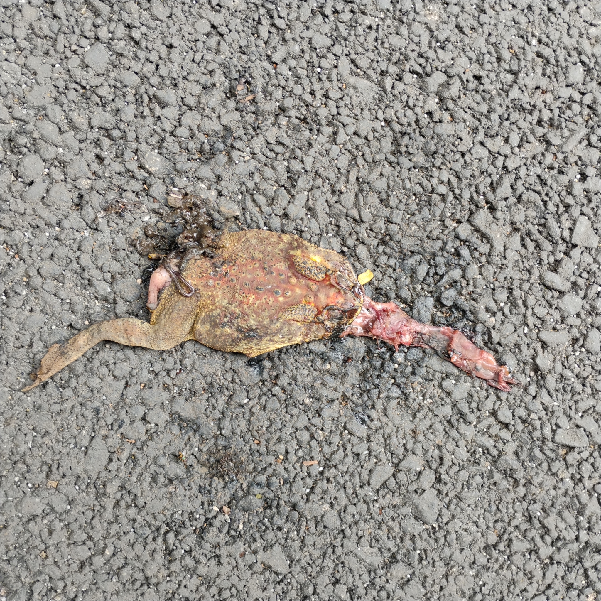 Indian Common True Toad