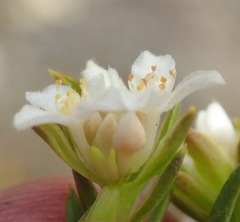 Lachnaea diosmoides