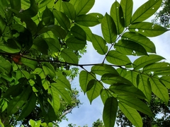 Pterocarpus officinalis