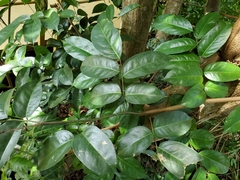 Pterocarpus officinalis