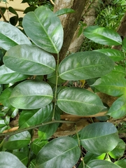 Pterocarpus officinalis
