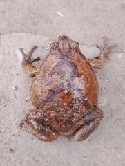 Philippine Narrowmouth Toad photo 3