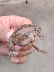 Philippine Narrowmouth Toad photo 4