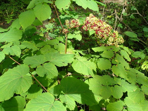 Aralia racemosa