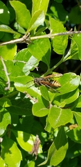 Polistes cinerascens