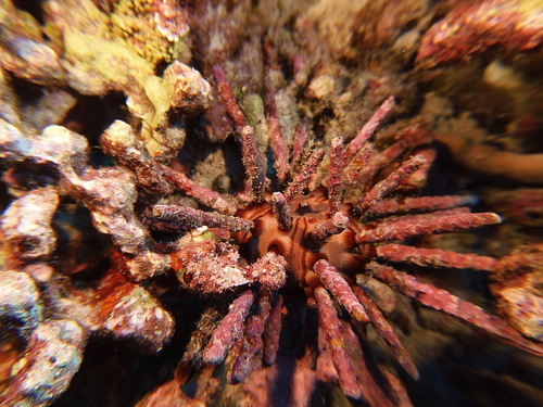 Chondrocidaris gigantea observed 2025-05-16