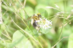 Bombus vagans bolsteri