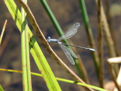 Lestes congener
