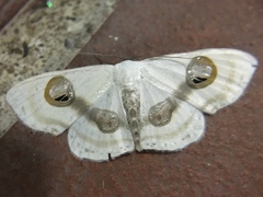 Problepsis conjunctiva