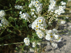 Heliotropium halacsyi