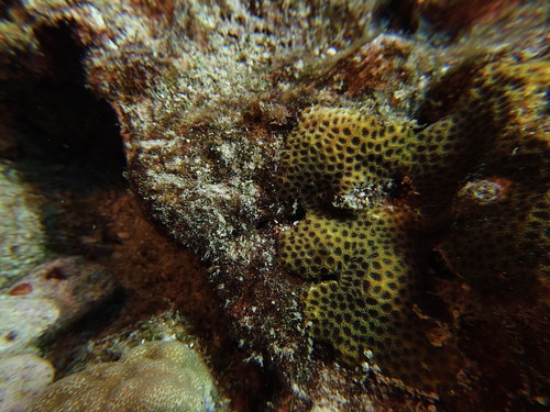 Leptastrea transversa observed 2025-05-16