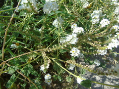 Heliotropium halacsyi