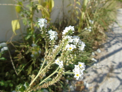 Heliotropium halacsyi