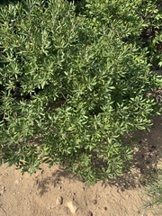 Myricaceae