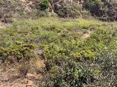 Chamaebatia australis