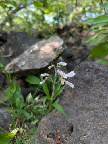 Penstemon hirsutus