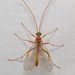 Short-tailed Ichneumonid Wasps - Photo (c) Stott Noble, some rights reserved (CC BY-NC), uploaded by Stott Noble