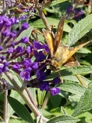 Atalopedes campestris