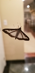 Cydalima perspectalis