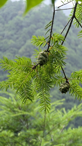 Taiwan Douglas-fir (Pseudotsuga wilsoniana)