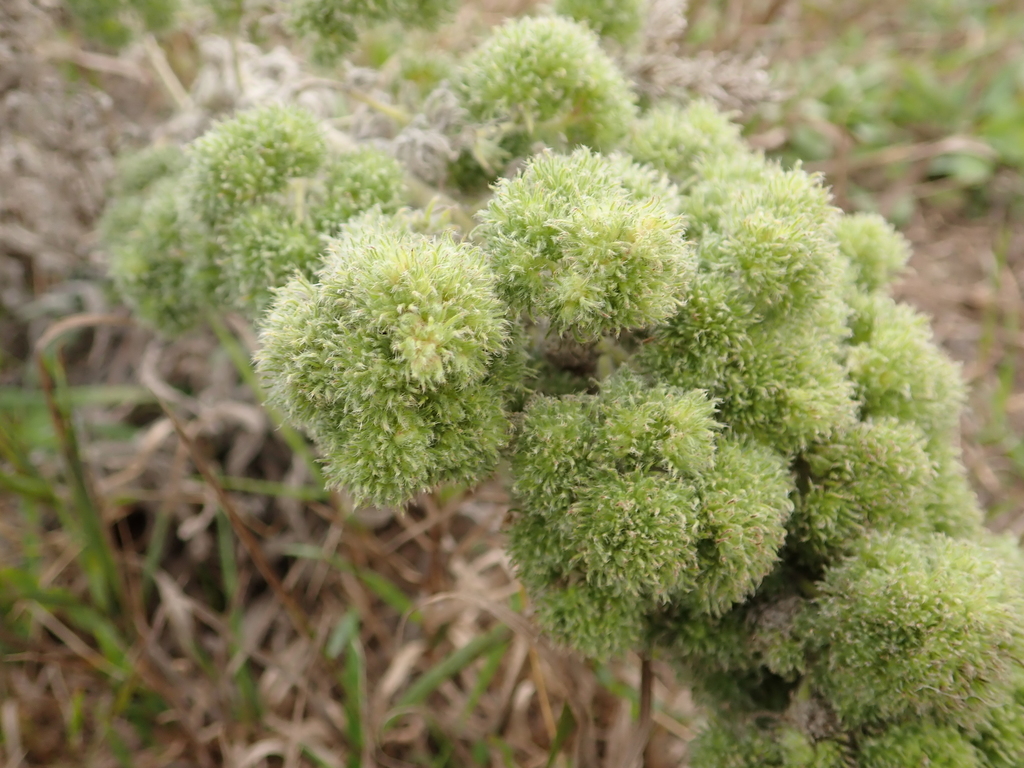 blueweed gall mite