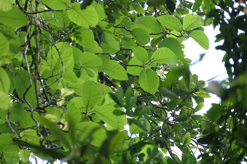 Chonemorpha fragrans, photograph 6