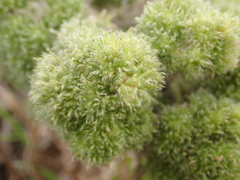 Aceria echii