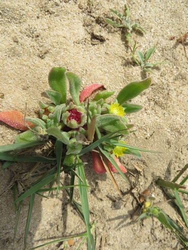 Image of Cleretum papulosum by (c) linkie, some rights reserved (CC BY)