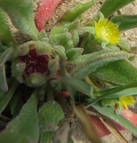 Image of Cleretum papulosum by (c) linkie, some rights reserved (CC BY)