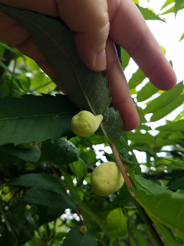 Sumac Gall Aphid photo 4