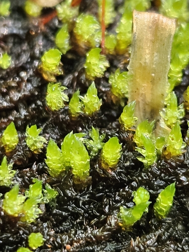 Pseudohygrohypnum eugyrium, 2025-06-08