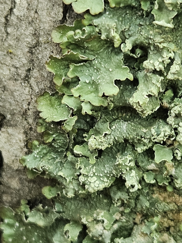 Speckled Greenshield