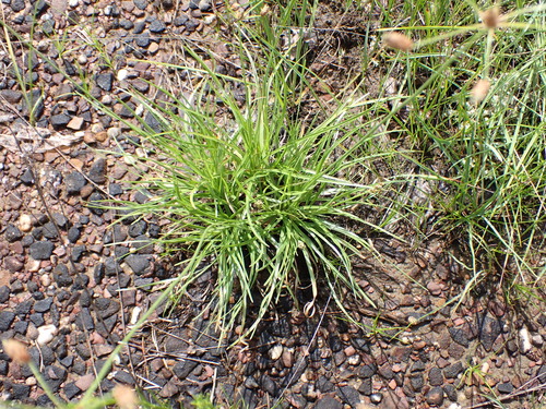 Fimbristylis brevivaginata