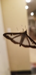 Cydalima perspectalis