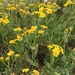 Coast Ragwort - Photo (c) Dave Richardson, some rights reserved (CC BY-NC), uploaded by Dave Richardson