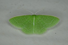 Synchlora aerata