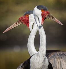 Wattled Crane photo 2