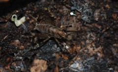 Diestrammena unicolor