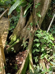 Pterocarpus officinalis