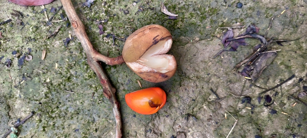 Gội nếp – Aglaia spectabilis