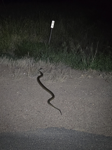 Inland Carpet Python sighting