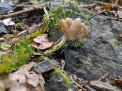 Helvellaceae