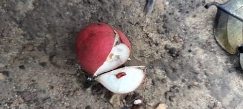 Chisocheton cumingianus observed 2025-06-11
