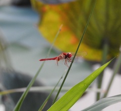 Crocothemis servilia