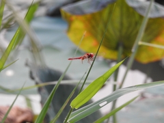 Crocothemis servilia